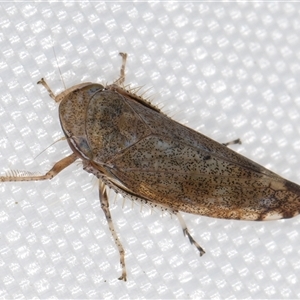 Fieberiella florii (Privet Leafhopper) at Melba, ACT by kasiaaus