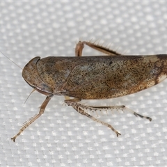 Fieberiella florii at Melba, ACT - 27 Jan 2025 09:00 PM