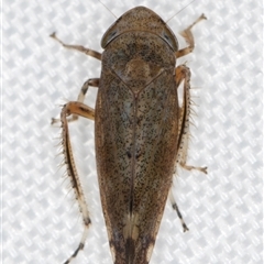 Fieberiella florii at Melba, ACT - 27 Jan 2025 09:00 PM