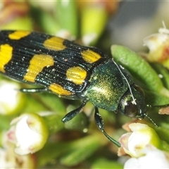 Castiarina montigena (A jewel beetle) at Wilsons Valley, NSW - 22 Jan 2025 by Harrisi