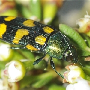 Castiarina montigena at Wilsons Valley, NSW - 22 Jan 2025 06:00 PM