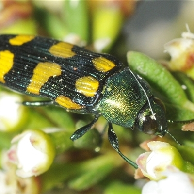 Castiarina montigena at Wilsons Valley, NSW - 22 Jan 2025 by Harrisi