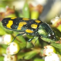 Castiarina montigena at Wilsons Valley, NSW - 22 Jan 2025 06:00 PM