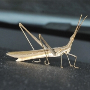 Acrida conica (Giant green slantface) at Uriarra Village, ACT by Harrisi