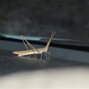 Acrida conica at Uriarra Village, ACT - 28 Jan 2025 04:23 PM