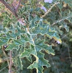 Solanum sisymbriifolium at Pialligo, ACT - 29 Jan 2025 08:05 PM