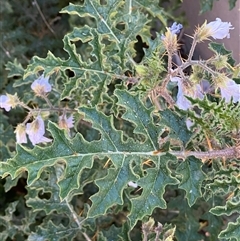 Solanum sisymbriifolium at Pialligo, ACT - 29 Jan 2025 08:05 PM