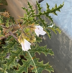 Solanum sisymbriifolium at Pialligo, ACT - 29 Jan 2025 08:05 PM