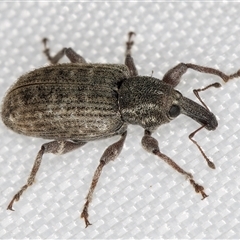 Unidentified Weevil (Curculionoidea) at Melba, ACT - 27 Jan 2025 by kasiaaus