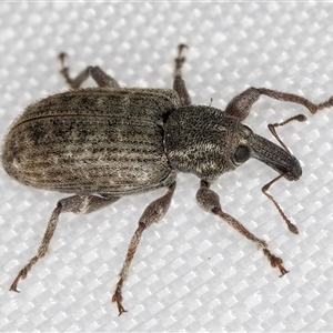 Unidentified Weevil (Curculionoidea) at Melba, ACT by kasiaaus