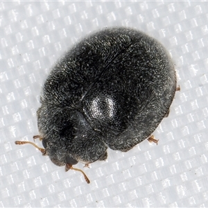 Unidentified Lady beetle (Coccinellidae) at Melba, ACT by kasiaaus