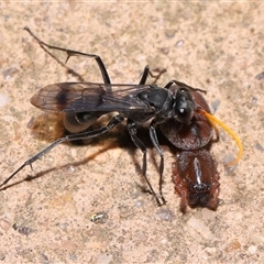 Fabriogenia sp. (genus) (Spider wasp) at Acton, ACT - 28 Jan 2025 by TimL