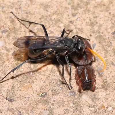 Fabriogenia sp. (genus) (Spider wasp) at Acton, ACT - 28 Jan 2025 by TimL