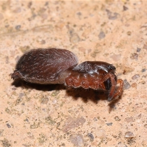 Fabriogenia sp. (genus) at Acton, ACT - 28 Jan 2025 01:00 PM