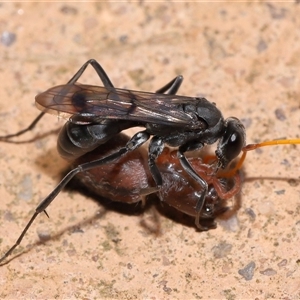 Fabriogenia sp. (genus) at Acton, ACT - 28 Jan 2025 01:00 PM