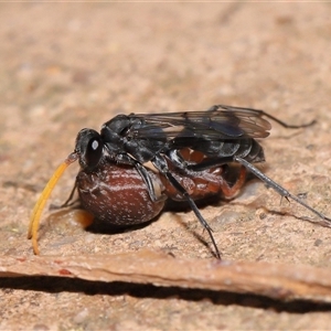 Fabriogenia sp. (genus) at Acton, ACT - 28 Jan 2025 01:00 PM