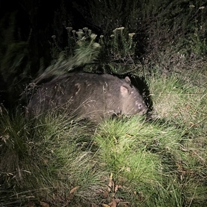 Vombatus ursinus at Bullocks Flat, NSW - 26 Jan 2025 09:09 PM