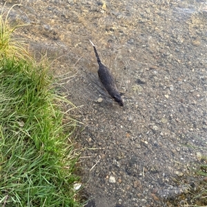 Hydromys chrysogaster (Rakali or Water Rat) at Bullocks Flat, NSW by simonstratford