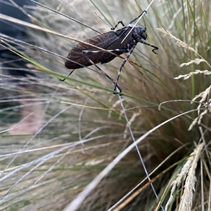 Acripeza reticulata (Mountain Katydid) at Bullocks Flat, NSW by simonstratford