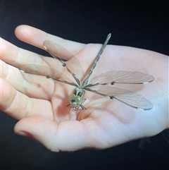 Unidentified Dragonfly (Anisoptera) at Ngarigo, NSW - 25 Jan 2025 by simonstratford