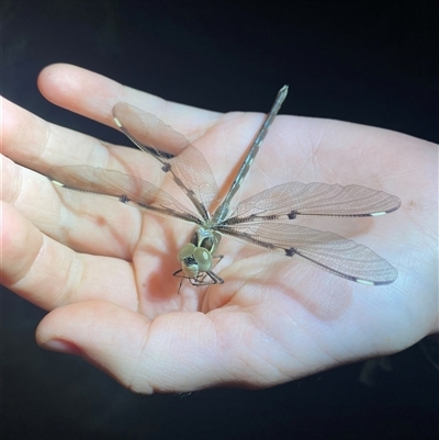 Unidentified Dragonfly (Anisoptera) at Ngarigo, NSW - 25 Jan 2025 by simonstratford