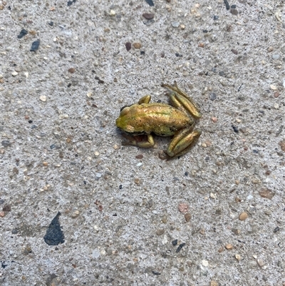 Litoria verreauxii verreauxii at Bullocks Flat, NSW - 26 Jan 2025 by simonstratford