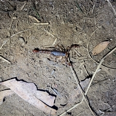 Cercophonius squama (Wood Scorpion) at Bullocks Flat, NSW - 26 Jan 2025 by simonstratford