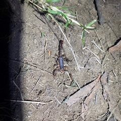 Cercophonius squama at Bullocks Flat, NSW - 26 Jan 2025 09:12 PM