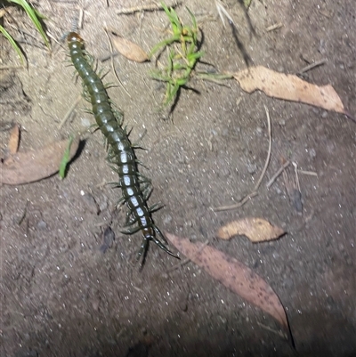 Cormocephalus (genus) at Bullocks Flat, NSW - 26 Jan 2025 by simonstratford