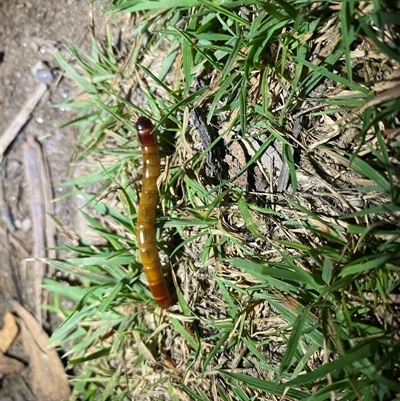 Saragus sp. (genus) at Bullocks Flat, NSW - 26 Jan 2025 by simonstratford