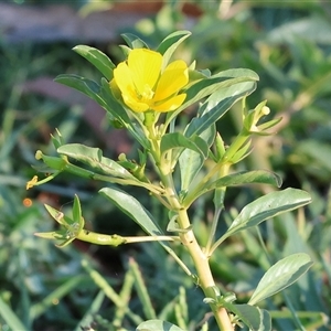 Ludwigia peploides subsp. montevidensis at Wodonga, VIC by KylieWaldon