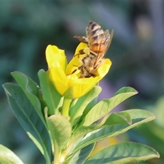 Apis mellifera at Wodonga, VIC - 25 Jan 2025 by KylieWaldon