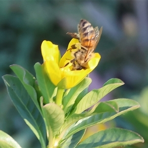 Apis mellifera at Wodonga, VIC - 26 Jan 2025 07:23 AM