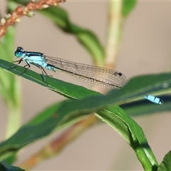 Ischnura heterosticta at Wodonga, VIC - 25 Jan 2025 by KylieWaldon