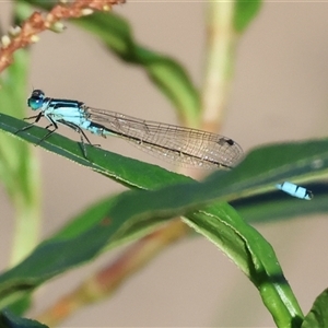 Ischnura heterosticta at Wodonga, VIC by KylieWaldon