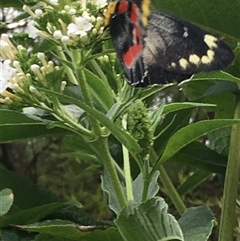 Delias harpalyce (Imperial Jezebel) at Lower Borough, NSW - 26 Jan 2025 by mcleana