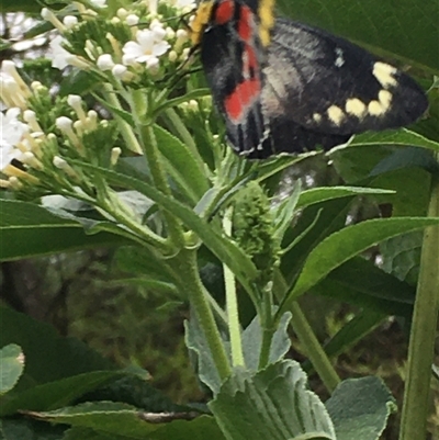 Delias harpalyce (Imperial Jezebel) at Lower Borough, NSW - 26 Jan 2025 by mcleana