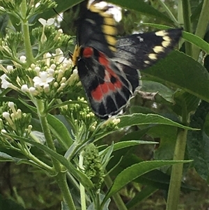 Delias harpalyce at Lower Borough, NSW - 26 Jan 2025 01:30 PM