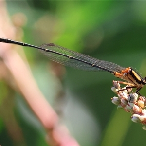 Nososticta solida at Wodonga, VIC by KylieWaldon