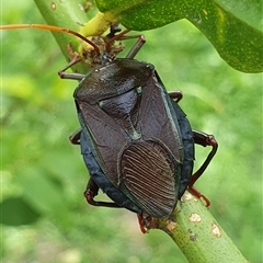 Musgraveia sulciventris (Bronze Orange Bug) at Weston, ACT - 26 Jan 2025 by jmcleod