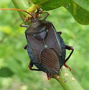 Musgraveia sulciventris (Bronze Orange Bug) at Weston, ACT by jmcleod