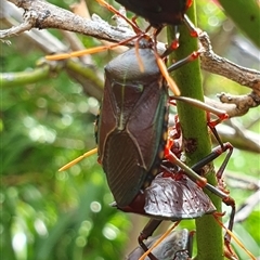 Musgraveia sulciventris at Weston, ACT - 27 Jan 2025 10:50 AM