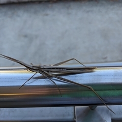 Acrida conica (Giant green slantface) at Waramanga, ACT - 28 Jan 2025 by HoebeeB