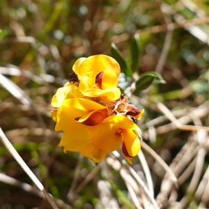 Oxylobium ellipticum at Tinderry, NSW by RobG1