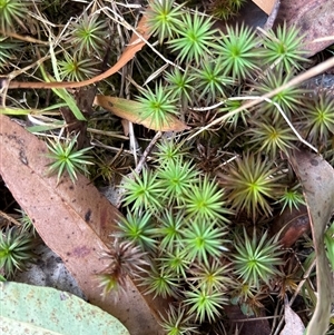 Unidentified Plant at Lorne, NSW by Butlinz