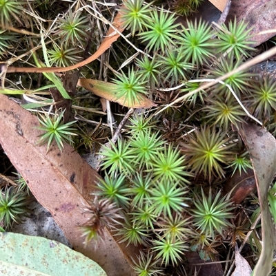 Unidentified Plant at Lorne, NSW - 29 Jan 2025 by Butlinz