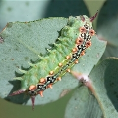 Doratifera quadriguttata and casta at Googong, NSW - 29 Jan 2025 by WHall