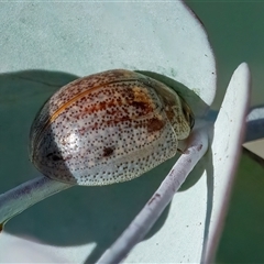 Paropsisterna m-fuscum (Eucalyptus Leaf Beetle) at Googong, NSW - 29 Jan 2025 by WHall