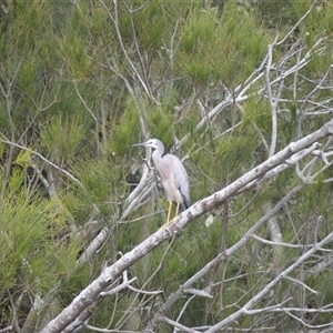 Egretta novaehollandiae at Gerroa, NSW - 29 Jan 2025 08:20 PM