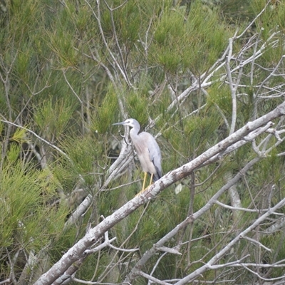 Egretta novaehollandiae (White-faced Heron) at Gerroa, NSW - 29 Jan 2025 by plants